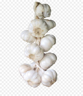 Elephant garlic Vegetable Condiment - A string of garlic HD clips 