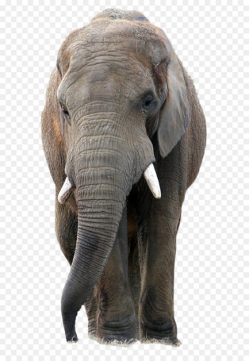 Elephant PaintShop Pro Icon - animal Elephant PaintShop Pro Icon - animal