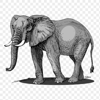 Elephant png, wild animal sticker | Free PNG - rawpixel Elephant png, wild animal sticker | Free PNG - rawpixel