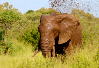 Elephant, Wild, Animal, Mud, Spray, Water, Nature Elephant, Wild, Animal, Mud, Spray, Water, Nature
