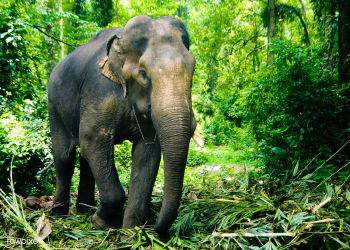 Elephant working in the forest, Kerala, India.. | Free stock photo - 81209 Elephant working in the forest, Kerala, India.. | Free stock photo - 81209