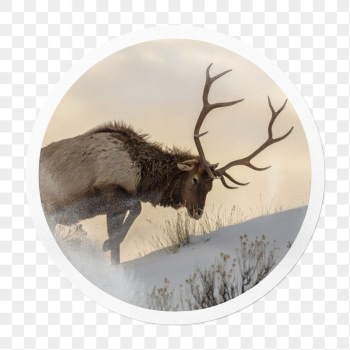 Elk png sticker, wildlife in circle | Free PNG - rawpixel