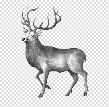Elk Reindeer Black and white, Melancholy deer transparent background PNG clipart Elk Reindeer Black and white, Melancholy deer transparent background PNG clipart