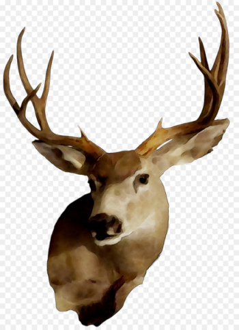 Elk White-tailed deer Reindeer Trophy hunting -  