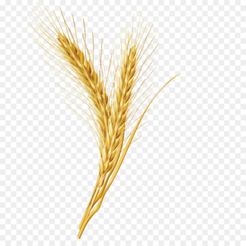 Emmer Cereal Grain - Vector wheat grains Emmer Cereal Grain - Vector wheat grains