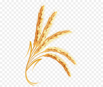 Emmer Clip art Portable Network Graphics Cereal Transparency - barley 