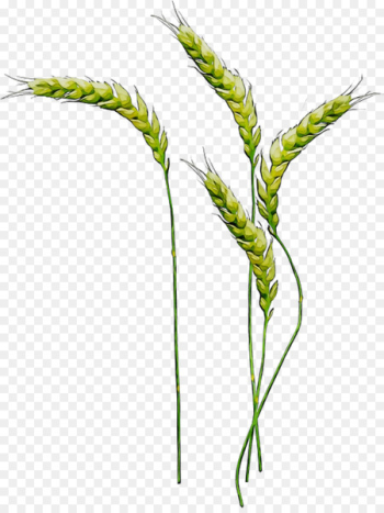 Emmer, Sweet Grass, Plant Stem, Flowering Plant, Plant PNG Emmer, Sweet Grass, Plant Stem, Flowering Plant, Plant PNG