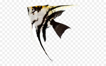 Emperor angelfish Stock photography Aquarium - Emperor angelfish Stock photography Aquarium -