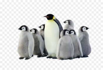 Emperor Penguin Antarctica Bird - HD group of penguins Emperor Penguin Antarctica Bird - HD group of penguins