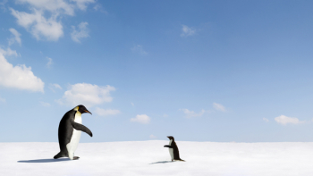 Emperor penguin reaches out to Adelie penguin