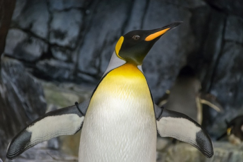 Emperor Penguin With Wings Sapread Emperor Penguin With Wings Sapread