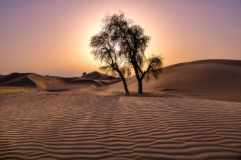Empty Desert Empty Desert