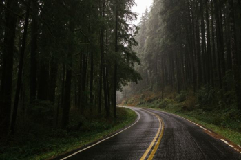 empty road between forest empty road between forest