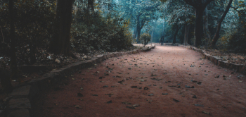 Empty Road in Forest Empty Road in Forest