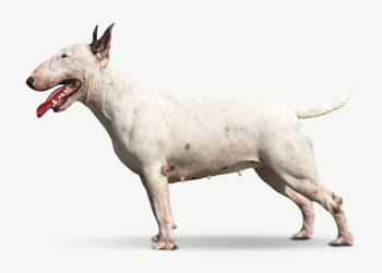 English bull terrier dog collage | Free PSD - rawpixel English bull terrier dog collage | Free PSD - rawpixel