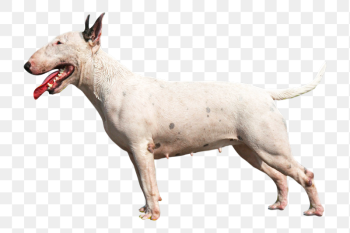 English bull terrier dog png | Free PNG - rawpixel English bull terrier dog png | Free PNG - rawpixel