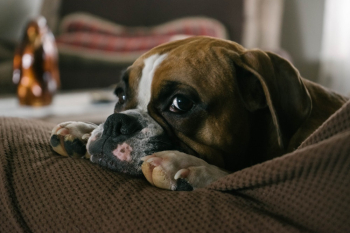 English Bulldog On Couch English Bulldog On Couch