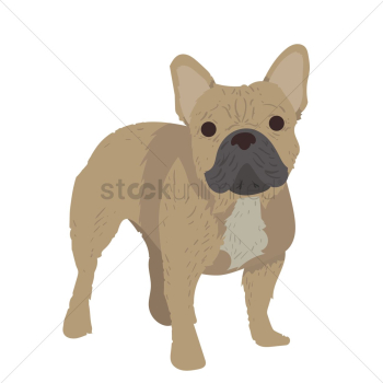 English bulldog puppy English bulldog puppy