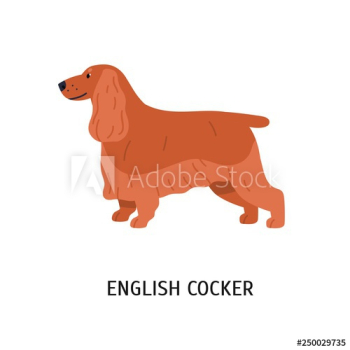 English Cocker Spaniel English Cocker Spaniel