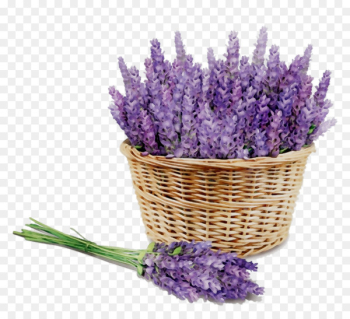 English lavender Aromatherapy Aroma-massaggio Essential oil Distillation -  