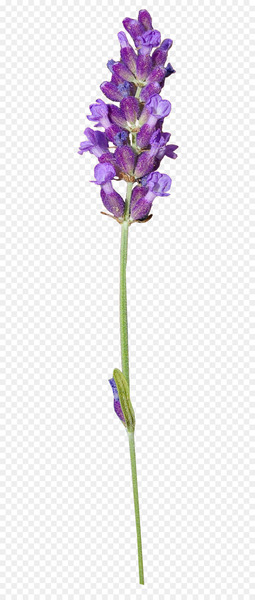 English lavender Clip art Portable Network Graphics Herbaceous plant Plant stem - dried flower 