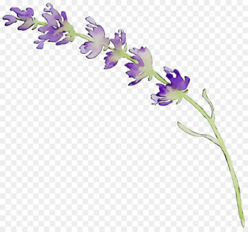 English lavender Cut flowers Floral design Plant stem - English lavender Cut flowers Floral design Plant stem -