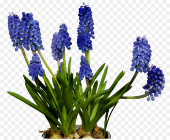 English lavender Cut flowers Hyacinth Bluebonnet - English lavender Cut flowers Hyacinth Bluebonnet -