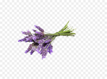 English lavender Essential oil Lavender oil Young Living - lavender 