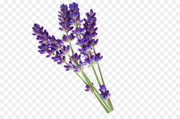 English lavender Essential oil PiperWai Cosmetics - lavender English lavender Essential oil PiperWai Cosmetics - lavender