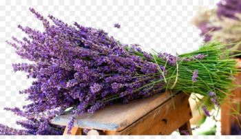 English lavender Flower bouquet Lavender oil Wallpaper - Lavender pull Free 