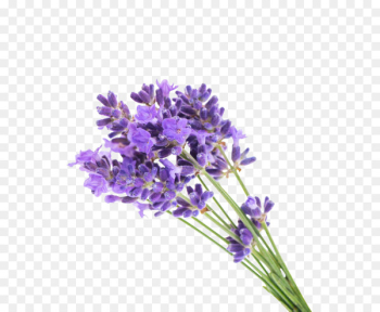 English lavender Flower Gel Lavender oil - Lavender Bouquet English lavender Flower Gel Lavender oil - Lavender Bouquet