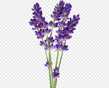 English lavender Flower Hyssop graphy Lavender oil, flower, purple, violet, plant Stem png