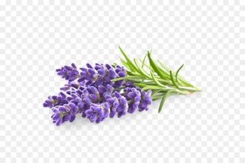 English lavender Flower Lavender oil Stock photography - lavender 