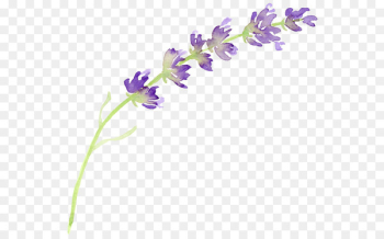 English lavender Flower Watercolor painting Clip art - lavender 