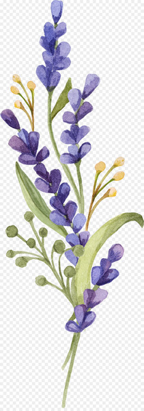 English lavender Provence Lavandula dentata French lavender Flower - lavender 