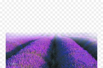 English lavender Purple Sky Wallpaper - Purple lavender English lavender Purple Sky Wallpaper - Purple lavender