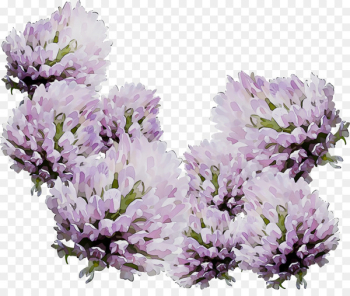 English lavender Subshrub - English lavender Subshrub -