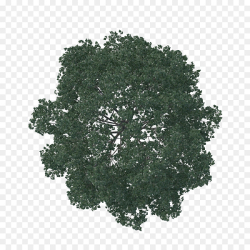 English oak Tree Architecture Pine Landscape - tree plan English oak Tree Architecture Pine Landscape - tree plan