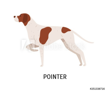 English Pointer English Pointer