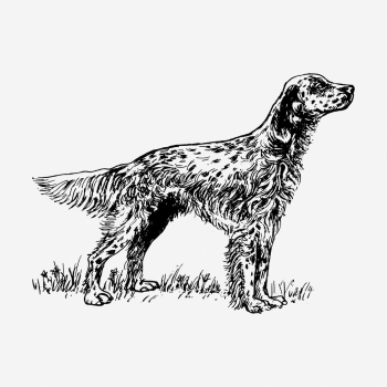 English setter dog hand drawn | Free Photo - rawpixel