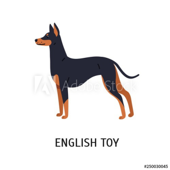 English Toy Terrier English Toy Terrier