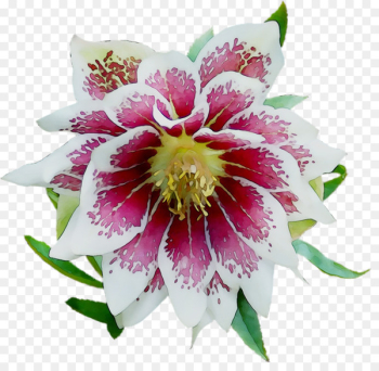 Epiphyllum Cut flowers - Epiphyllum Cut flowers -