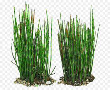 Equisetum hyemale Field horsetail Branched horsetail Bamboo Vetiver - Green Bamboo 