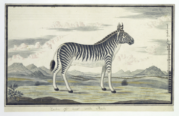 Equus zebra (Mountain zebra) (1786) | Free Photo - rawpixel Equus zebra (Mountain zebra) (1786) | Free Photo - rawpixel