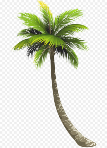Ernakulam Royal Palm Beach Arecaceae Lake Worth Coconut - coconut tree 