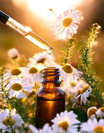Essential Oil Droplet on Chamomile Flowers Essential Oil Droplet on Chamomile Flowers