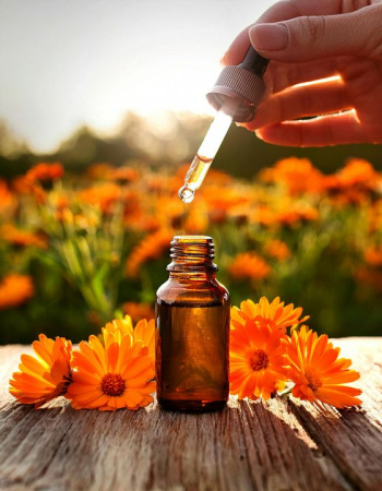 Essential Oil Extraction with Marigolds Essential Oil Extraction with Marigolds