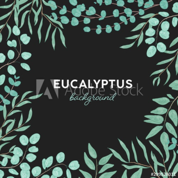 Eucalyptus gunnii hand drawn background design Eucalyptus gunnii hand drawn background design