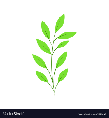 eucalyptus hand draw tropical plant eucalyptus hand draw tropical plant