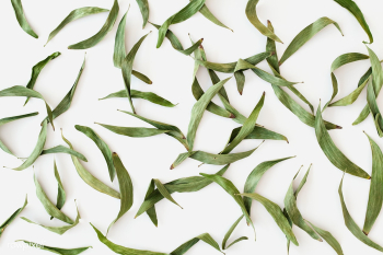 Eucalyptus leaves mockup | Free stock photo - 556162 Eucalyptus leaves mockup | Free stock photo - 556162